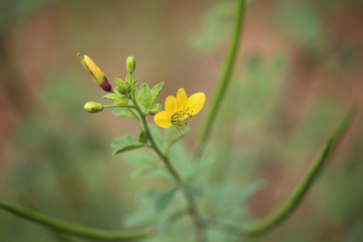 Cleome viscosa L.